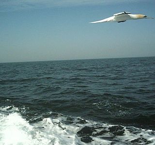 Oiseau(x) des mers et des océans