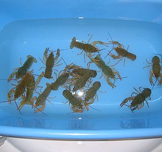 Roi et Reines de la cambuse