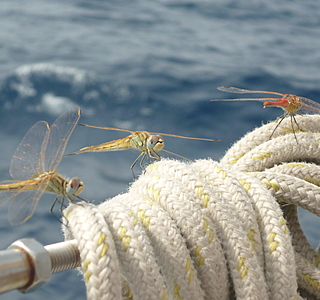 Eolienne de mer