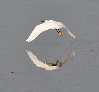 Oiseaux de mer : Mouettes, goélands, fous de Bassan, Albatros, etc...