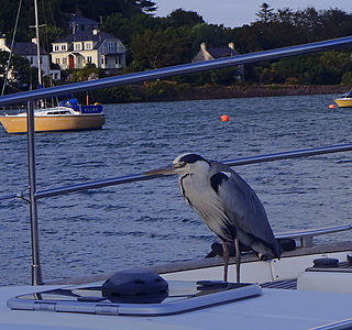 Oiseaux de mer : Mouettes, goélands, fous de Bassan, Albatros, etc...