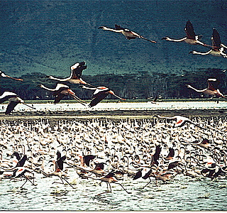 Oiseaux de mer : Mouettes, goélands, fous de Bassan, Albatros, etc...
