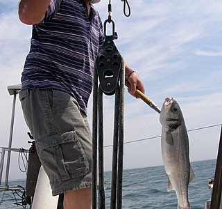 Les animaux de compagnie à bord