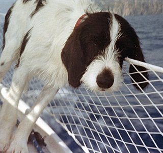 Les animaux de compagnie à bord