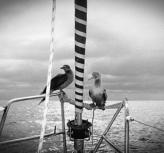 Faune marine croisée en navigation
