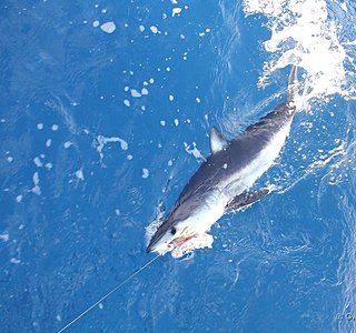Faune marine croisée en navigation