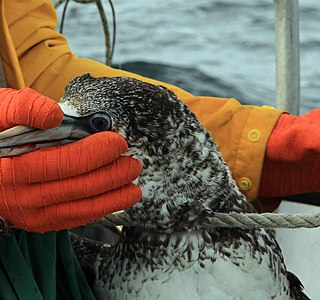 Pêche miraculeuse