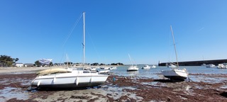 Flamingo 200